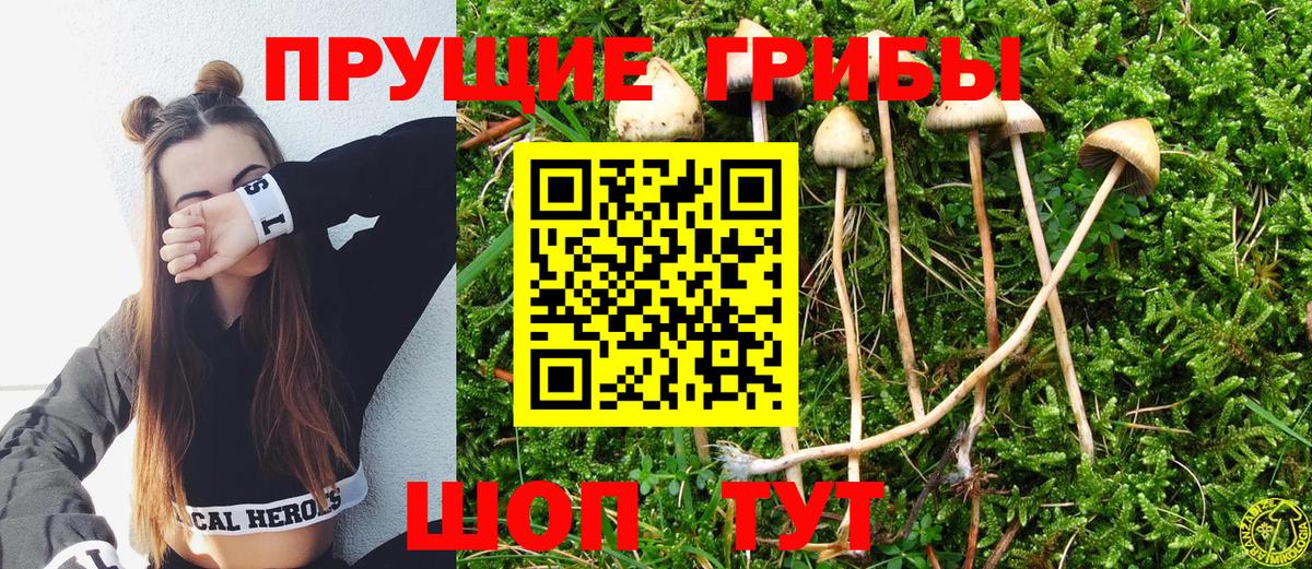 Псилоцибиновые грибы Psilocybine cubensis Можайск